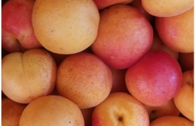 Descubre los albaricoques de Frutas La Juaida