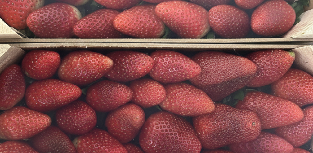 El aroma de unas fresas recién seleccionadas