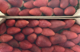 El aroma de unas fresas recién seleccionadas
